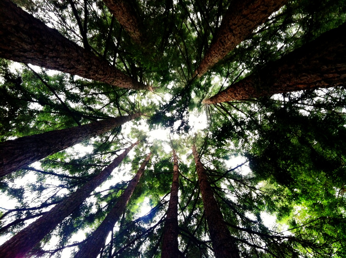 Santa Cruz coastal scene
